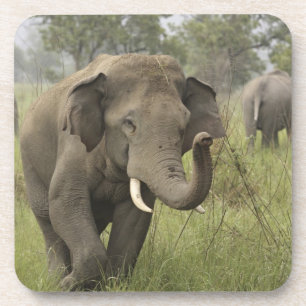 Porta-copo Cumprimento de Elefante Asiático Indiano
