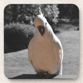 Porta-copo Curioso Cacatua de Crista Amarela