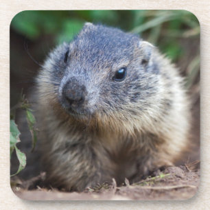 Porta-copo Curious Baby Marmot Set of 6 Coasters