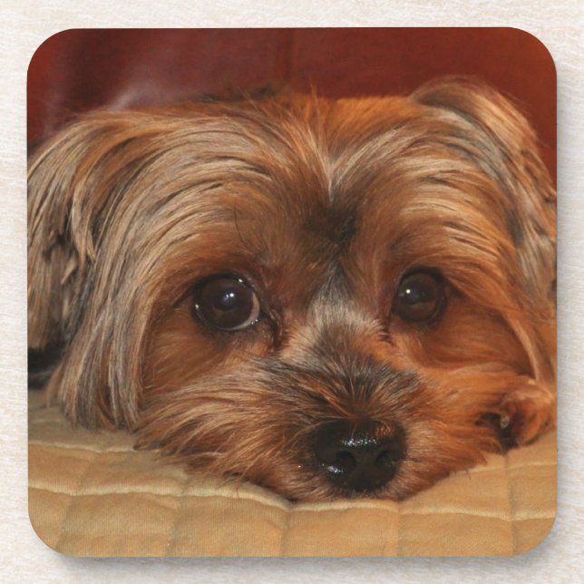 Porta-copo Cute Yorkshire Terrier Puppy Dog (Frente)