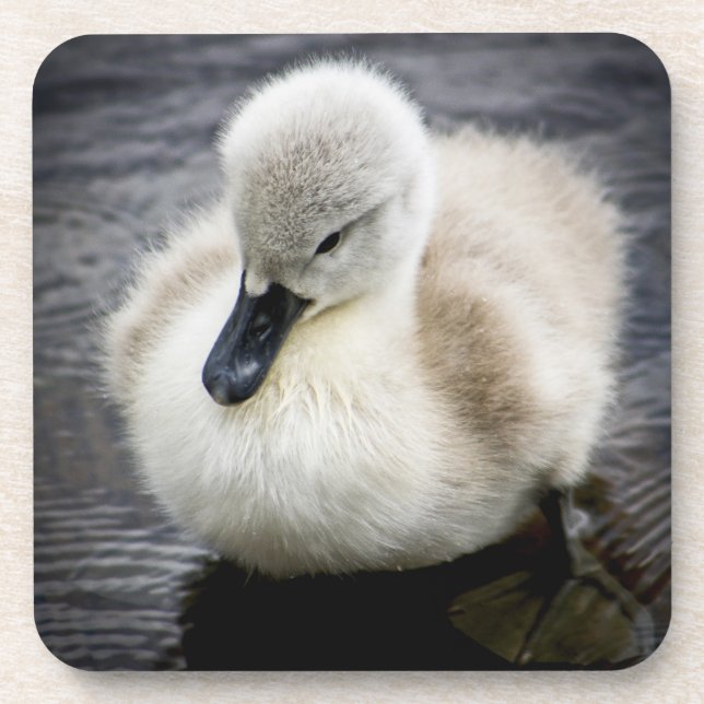 Porta-copo Cygnet da cisne | do bebê (Frente)