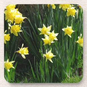 Porta-copo Daffodils do primavera
