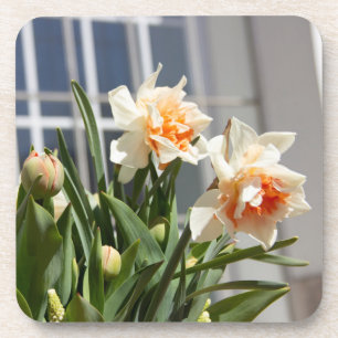 Porta-copo Daffodils fodils fodils primavera