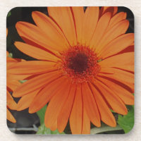 Daisie alaranjado da margarida do gerbera de