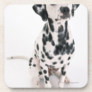 Porta-copo Dalmatian