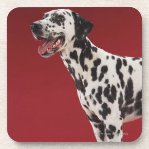 Porta-copo Dalmatian