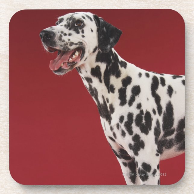 Porta-copo Dalmatian (Frente)