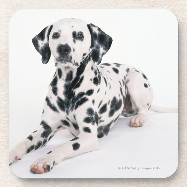 Porta-copo Dalmatian 4 (Frente)