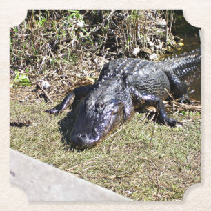 Porta-copo De Papel Alligatior No Everglades