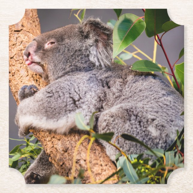 Porta-copo De Papel Bela coala (Frente)