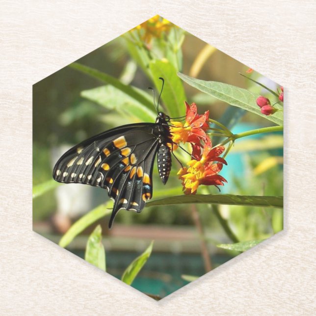 Porta-copo De Papel Borboleta Negra (Frente)