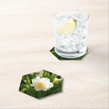 Daffodilos brancos grandes em um primavera dia