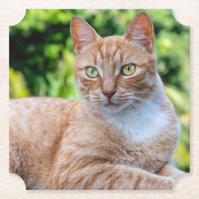 Porta-copo De Papel Doce gatinho (Frente)