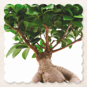 Porta-copo De Papel Ficus Ginseng