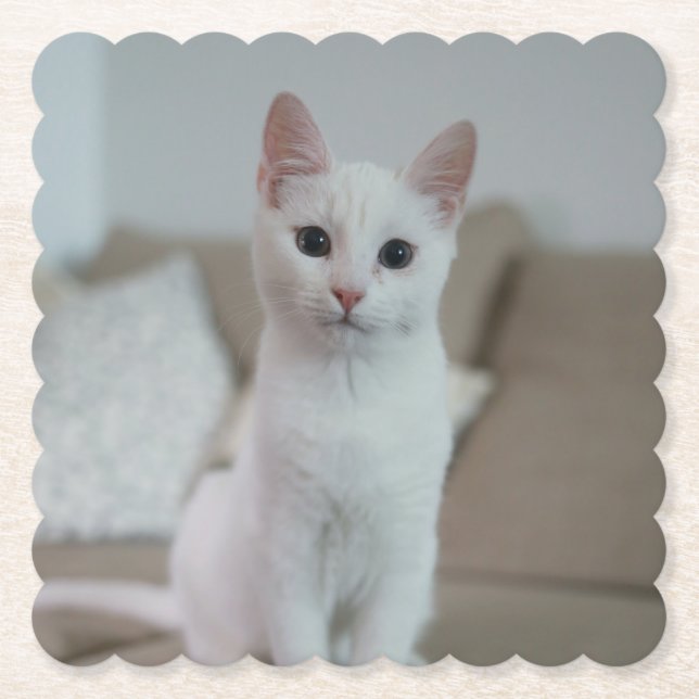 Porta-copo De Papel Gato branco | Zazzle_Growth. (Frente)