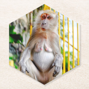 Porta-copo De Papel Macaco-cinzento
