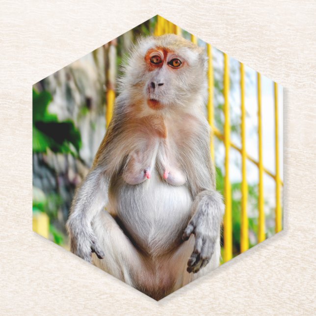 Porta-copo De Papel Macaco-cinzento (Frente)