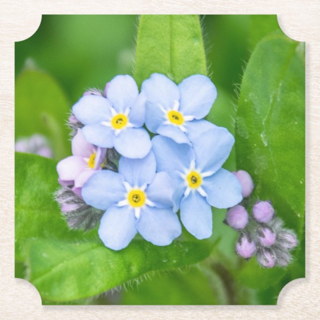 Porta-copo De Papel Não me esqueça, Porta copos de papel (Frente)