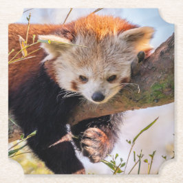 Porta-copo De Papel Pantaninha vermelha preguiçosa