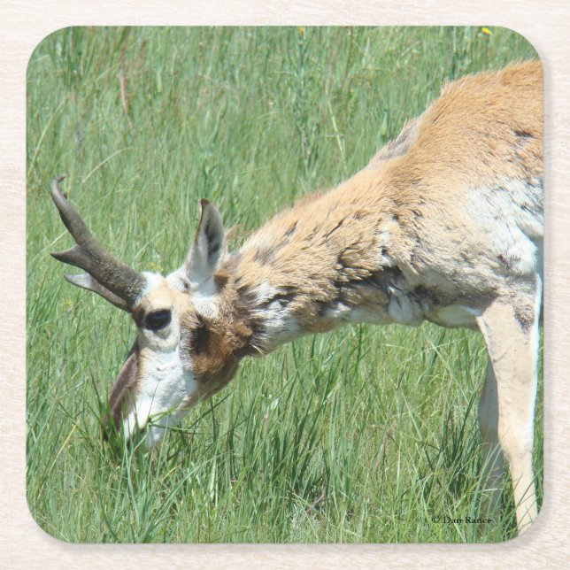 Porta-copo De Papel Quadrado A11 Pronghorn Antelope Buck Grazing (Frente)
