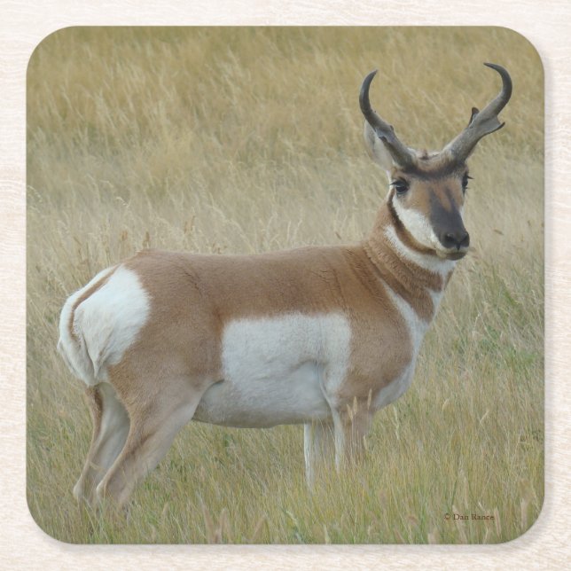 Porta-copo De Papel Quadrado A1 Pronghorn Antelope Big Buck (Frente)