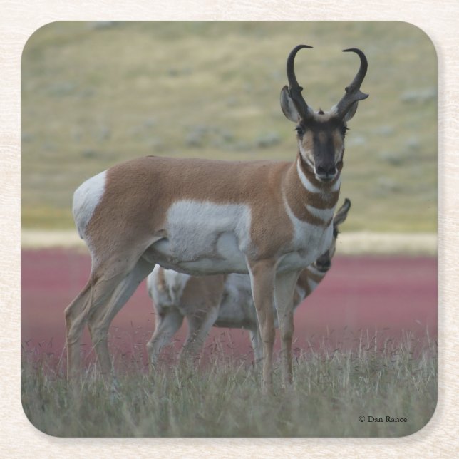 Porta-copo De Papel Quadrado A24 Pronghorn Antelope (Frente)