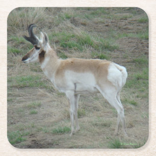 Porta-copo De Papel Quadrado A26 Antilope Pronghorn Bicho Jovem