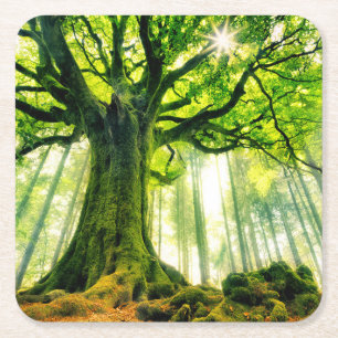 Porta-copo De Papel Quadrado A faia de Ponthus