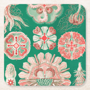 Porta-copo De Papel Quadrado Água-viva, Discomedusae por Ernst Haeckel