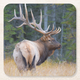 Porta-copo De Papel Quadrado Alce Rocky Mountain macho