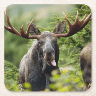 Porta-copo De Papel Quadrado Alces engraçados de Bull