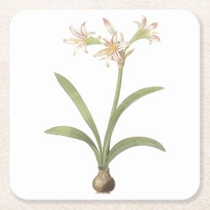 Porta-copo De Papel Quadrado amaryllis (Amaryllis vittata), por Redouté