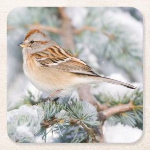 Porta-copo De Papel Quadrado American Tree Sparrow no inverno