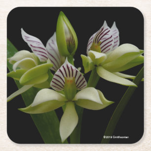 Porta-copo De Papel Quadrado Anacheilium Chacoense