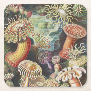 Porta-copo De Papel Quadrado Anêmonas-do-mar, Actiniae Seeanemonen Ernst Haecke