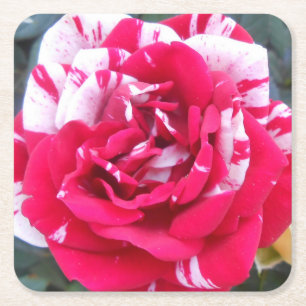 Porta-copo De Papel Quadrado Anicia