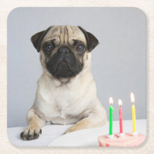Porta-copo De Papel Quadrado Aniversário Pug