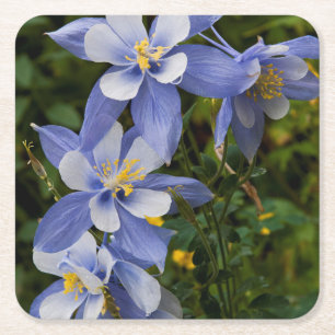 Porta-copo De Papel Quadrado Aquilegia Azul do Colorado perto de Telluride Colo