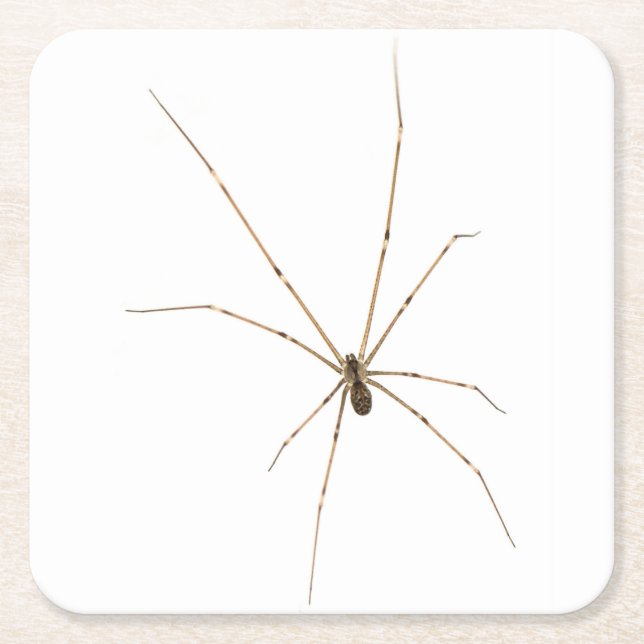 Porta-copo De Papel Quadrado Aranha (Frente)