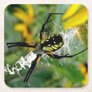Porta-copo De Papel Quadrado Aranha de Foto Incrível na Teia
