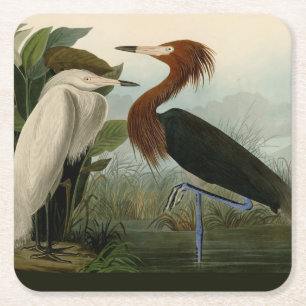 Porta-copo De Papel Quadrado Arte de Pássaro: Gravura do Garça Roxa de Audubon: