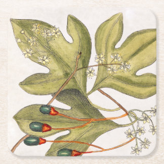 Porta-copo De Papel Quadrado Árvore Sassafras Deixa Flores Berries Vintage Art