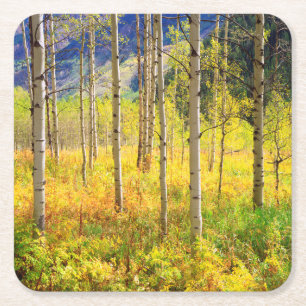 Porta-copo De Papel Quadrado Árvores de Aspen no Outono nas Montanhas Rochosas