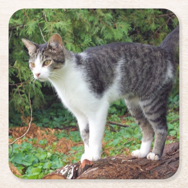 Porta-copo De Papel Quadrado Atenção! Gatinho - Cat - Porta copos (Frente)