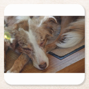 Porta-copo De Papel Quadrado australian shepherd red merle sleeping