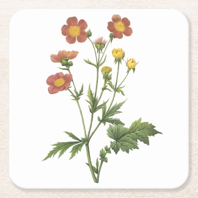 Porta-copo De Papel Quadrado avens (Geum coccineum) por Redouté (Frente)