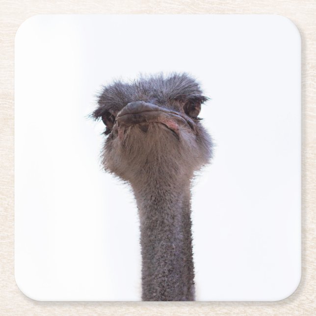 Porta-copo De Papel Quadrado avestruz (Frente)