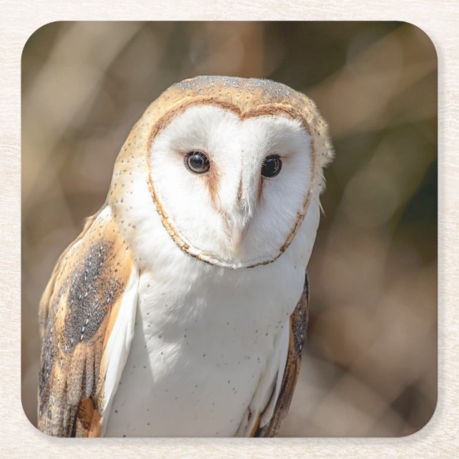 Porta-copo De Papel Quadrado Barn Owl (Frente)