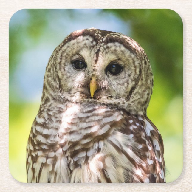 Porta-copo De Papel Quadrado Barred Owl (Frente)
