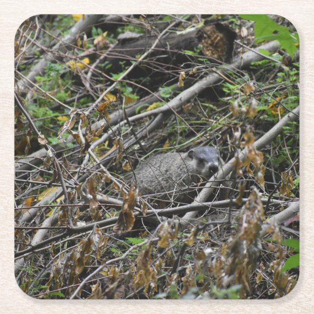 Porta-copo De Papel Quadrado Beaver Ocupado (Frente)